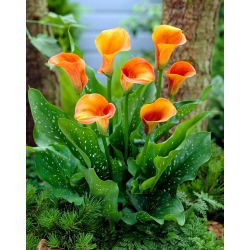 Hot Shot calla lily - XXL hagyma; arum liliom, Zantedeschia
