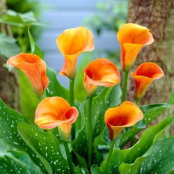 Hot Shot calla lely - XXL svogūnėlis; arum lelija, Zantedeschia - didelė pakuotė! - 10 vnt.
