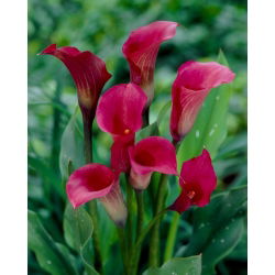 Donkerroze aronskelk - XXL bol; calla lelie, Zantedeschia - 