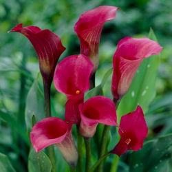 Sötét rózsaszín arum liliom - XXL hagyma; calla lily, Zantedeschia - nagy csomag! - 10 db.