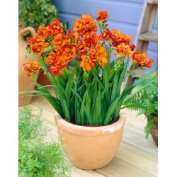 Orang double freesia - 10 kpl