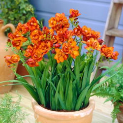 Orang double freesia - 10 kpl