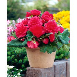 Fimbriata (franjuri) begonia - roz - pachet mare! - 20 buc.