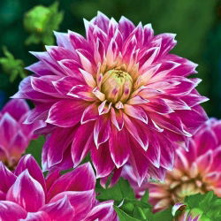 Dahlia - Purple Explosion - velké balení! - 10 ks.