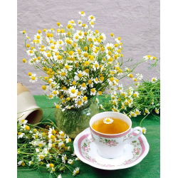 Manzanilla Camomila - Matricaria chamomilla - Flores aromáticas curativas, ideales para infusiones calmantes - Semillas frescas