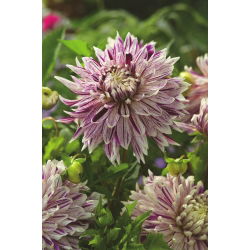 Dahlia - Avignon - iso pakkaus! - 10 kpl
