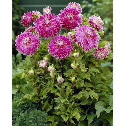 Dahlia - Vancouver - large pack! - 10 pcs