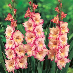 Gladiolus Priscilla - veliko pakiranje! - 50 kom