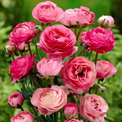 Buttercup roz - pachet XL! - 500 buc.