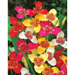 Fiore di pavone - selezione di colori - confezione grande! - 100 pezzi; fiore di tigre, fiore di conchiglia