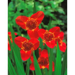 Fiore di pavone rosso - Confezione XL! - 500 pezzi; fiore di tigre, fiore di conchiglia