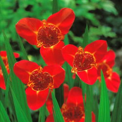 Fiore di pavone rosso - Confezione XL! - 500 pezzi; fiore di tigre, fiore di conchiglia