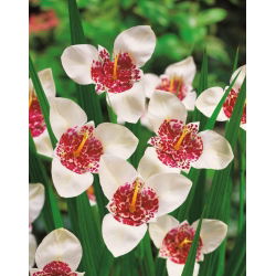 Fiore di pavone bianco - Confezione XL! - 500 pezzi; fiore di tigre, fiore di conchiglia
