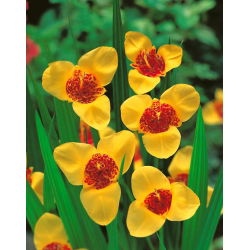 Fiore di pavone giallo - Confezione XL! - 500 pezzi; fiore di tigre, fiore di conchiglia