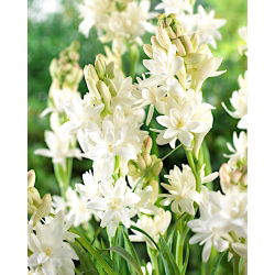 Tuberoos - Polianthes - XL pakk! - 100 tk; Agave amica