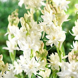 Tuberoos - Polianthes - XL pakk! - 100 tk; Agave amica