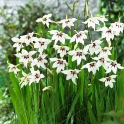 Acidanthera murielae - liels iepakojums! - 200 gab.; Gladiolus murielae, Abesīnijas gladiolas, smaržīgās gladiolas