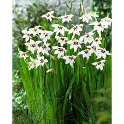 Acidanthera murielae - liels iepakojums! - 200 gab.; Gladiolus murielae, Abesīnijas gladiolas, smaržīgās gladiolas