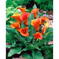 Orange Calla - Großpackung! - 10 Stk