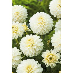 White dahlia - Dahlia White - large pack! - 10 pcs