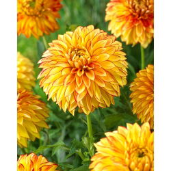 Dahlia - Lake Ontario - groot pakket! - 10 stuks - 