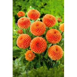 Dahlia - Sylvia - iso pakkaus! - 10 kpl