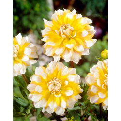 Dahlia - Seattle - large pack! - 10 pcs