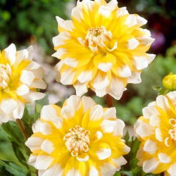 Dahlia - Seattle - large pack! - 10 pcs