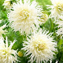 Dahlia - Tsuki-Yori-No Shisha - large pack! - 10 pcs