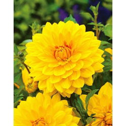 Yellow dahlia - Dahlia Yellow - large pack! - 10 pcs