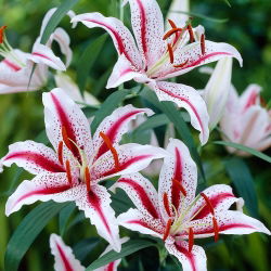 Oriental lily - Dizzy - XL pack! - 50 pcs
