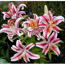 Oriental lily - Dizzy - XL pack! - 50 pcs