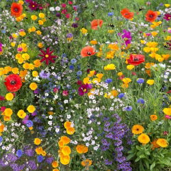 Bee Friendly - o selecție de plante melifere - 10 kg - 