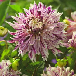 Dahlia - Avignon - iso pakkaus! - 10 kpl