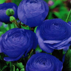 Buttercup albastru - pachet XL! - 500 buc.