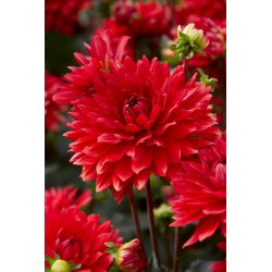 Dahlia - Garden Wonder - large pack! - 10 pcs