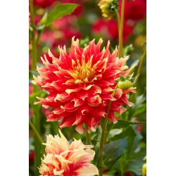 Dahlia - Bodacious - iso pakkaus! - 10 kpl