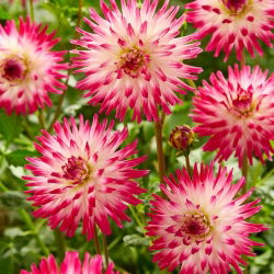 Dahlia - Hayley Jane - iso pakkaus! - 10 kpl