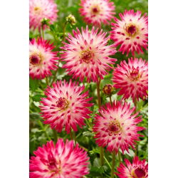 Dahlia - Hayley Jane - iso pakkaus! - 10 kpl
