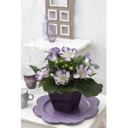 Tigrinia Blå gloxinia - hvit-blå, flekkete blomster - stor pakke! - 10 stk