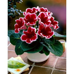 Kaiser Friedrich gloxinia - røde blomster med hvit ring - stor pakke! - 10 stk