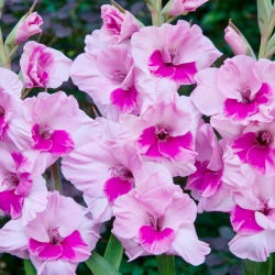 Alannah gladiool - 5 tk