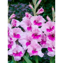 Alannah gladiool - 5 tk