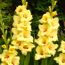 Albandeira gladiolus - 5 stk.