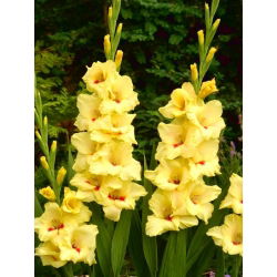 Albandeira gladiolus - 5 stk.