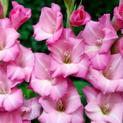apr?s Toi gladiolus - 5 stk.