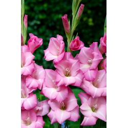apr?s Toi gladiolus - 5 stk.