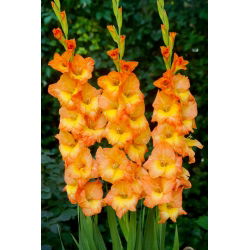 Gladiolus Gold Basin - 5 stk.