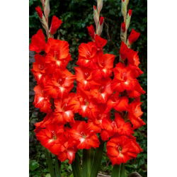 Franco Zecca gladiolus - 5 stk.