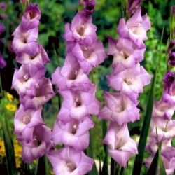 Mediterranee gladiolus - 5 stk.